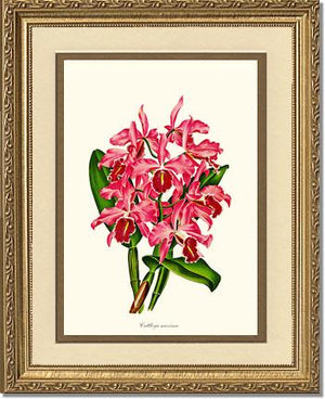 Cattleya maxima