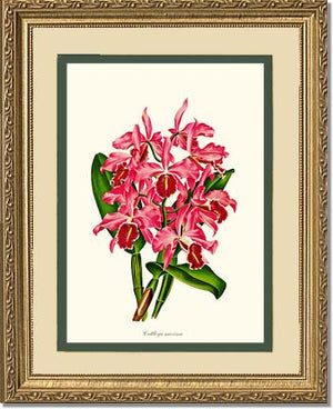 Cattleya maxima