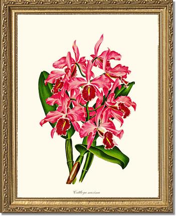 Cattleya maxima | Orchid Wall Art Print