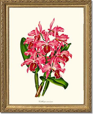 Cattleya maxima