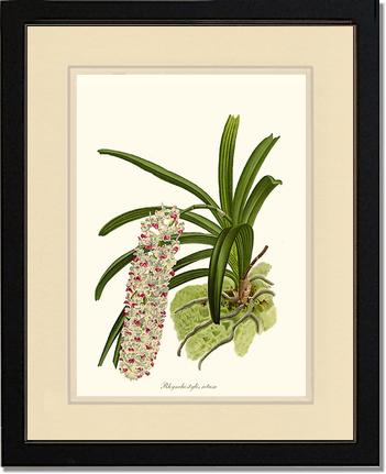 Rhynchostylis retusa | Orchid Wall Art Print