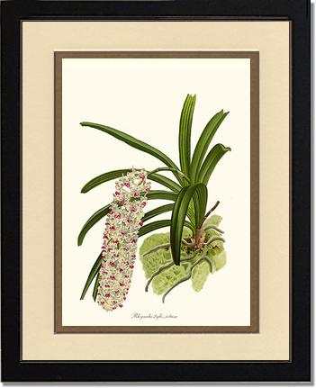 Rhynchostylis retusa | Orchid Wall Art Print