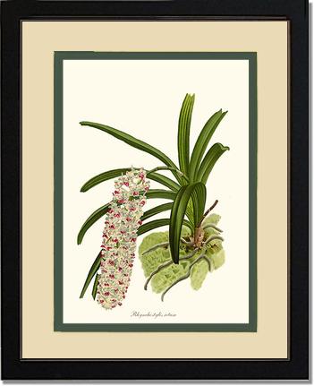 Rhynchostylis retusa | Orchid Wall Art Print