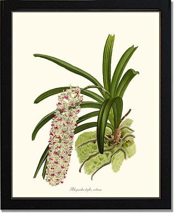 Rhynchostylis retusa | Orchid Wall Art Print