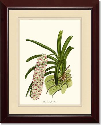 Rhynchostylis retusa | Orchid Wall Art Print