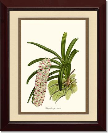 Rhynchostylis retusa | Orchid Wall Art Print