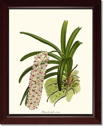 Rhynchostylis retusa | Orchid Wall Art Print