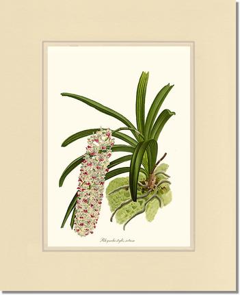 Rhynchostylis retusa | Orchid Wall Art Print