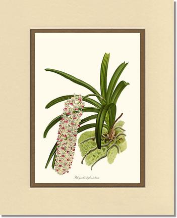 Rhynchostylis retusa | Orchid Wall Art Print