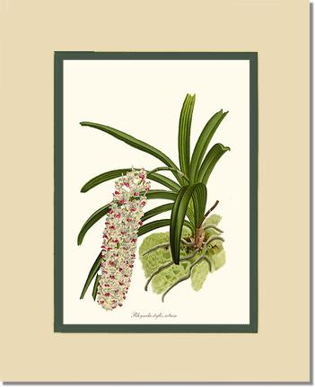 Rhynchostylis retusa | Orchid Wall Art Print