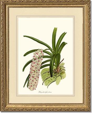 Rhynchostylis retusa | Orchid Wall Art Print