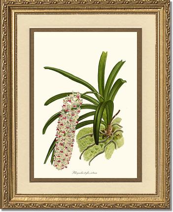 Rhynchostylis retusa | Orchid Wall Art Print