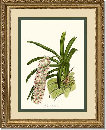 Rhynchostylis retusa | Orchid Wall Art Print