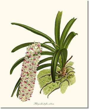 Orchid Print: Rhynchostylis retusa