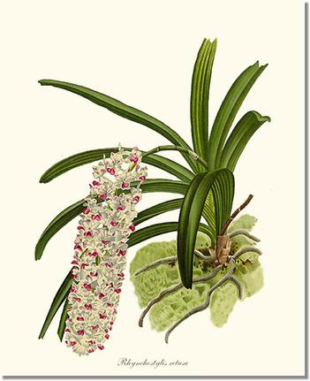 Rhynchostylis retusa | Orchid Wall Art Print