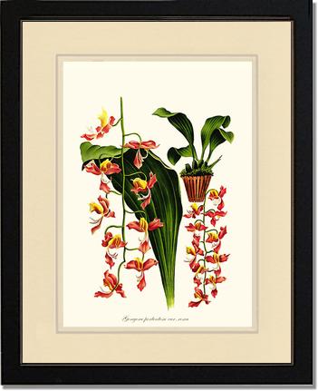 Gongora portentosa | Orchid Wall Art Print