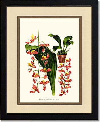 Gongora portentosa | Orchid Wall Art Print
