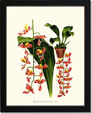 Gongora portentosa | Orchid Wall Art Print