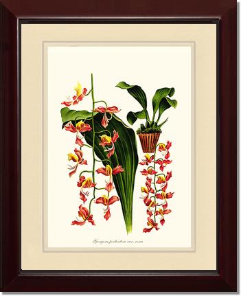 Gongora portentosa | Orchid Wall Art Print