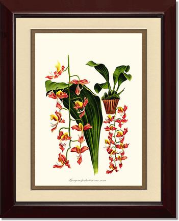 Gongora portentosa | Orchid Wall Art Print
