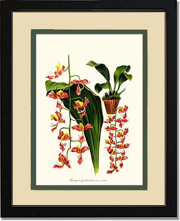 Gongora portentosa | Orchid Wall Art Print