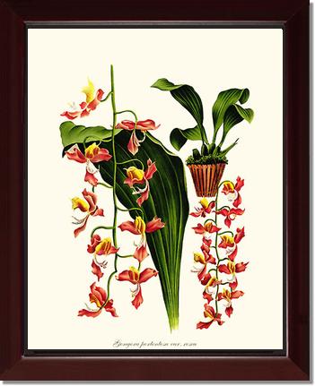 Gongora portentosa | Orchid Wall Art Print
