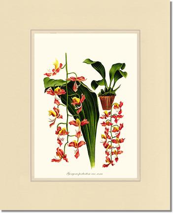 Gongora portentosa | Orchid Wall Art Print
