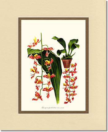 Gongora portentosa | Orchid Wall Art Print
