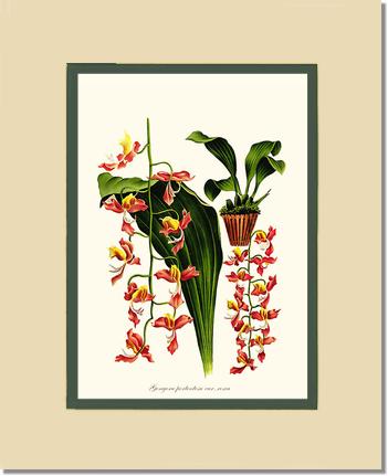 Gongora portentosa | Orchid Wall Art Print