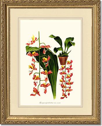 Gongora portentosa | Orchid Wall Art Print