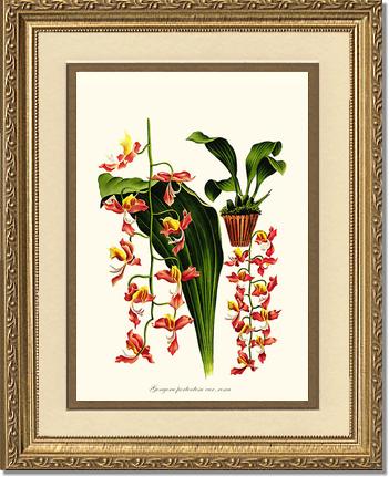 Gongora portentosa | Orchid Wall Art Print