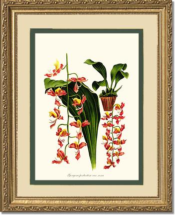 Gongora portentosa | Orchid Wall Art Print