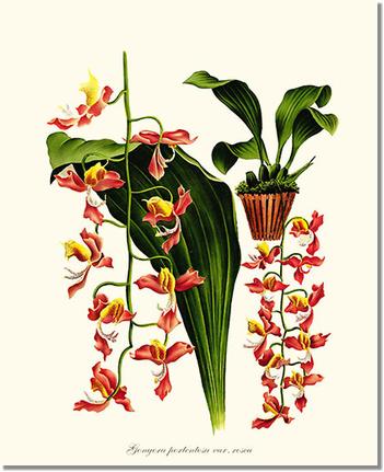 Gongora portentosa | Orchid Wall Art Print