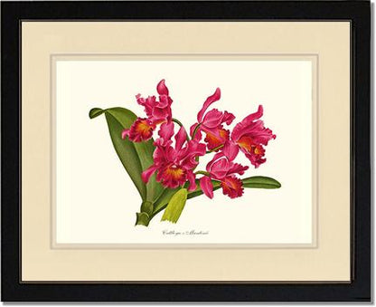 Cattleya martinii | Orchid Wall Art Print