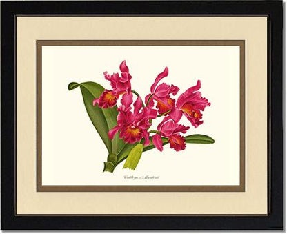 Cattleya martinii | Orchid Wall Art Print