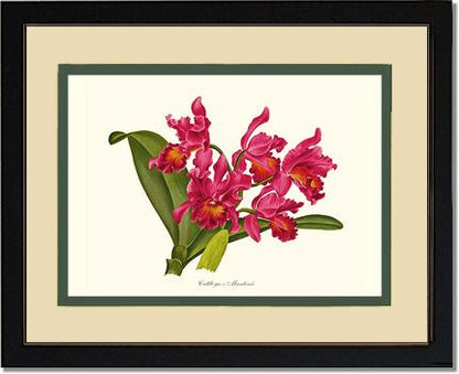 Cattleya martinii | Orchid Wall Art Print