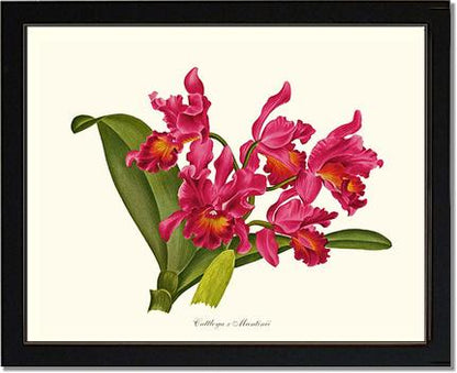 Cattleya martinii | Orchid Wall Art Print