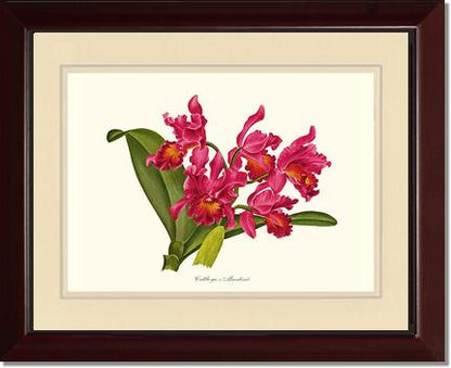 Cattleya martinii | Orchid Wall Art Print