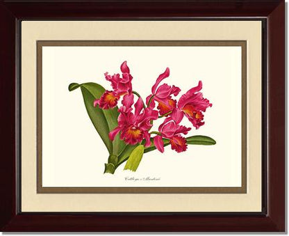 Cattleya martinii | Orchid Wall Art Print