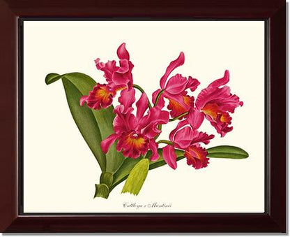 Cattleya martinii | Orchid Wall Art Print
