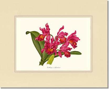 Cattleya martinii | Orchid Wall Art Print