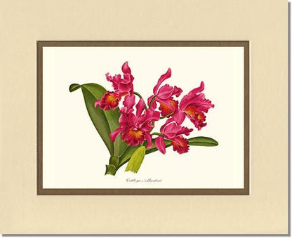 Cattleya martinii | Orchid Wall Art Print