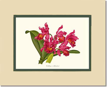 Cattleya martinii | Orchid Wall Art Print