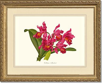 Cattleya martinii | Orchid Wall Art Print