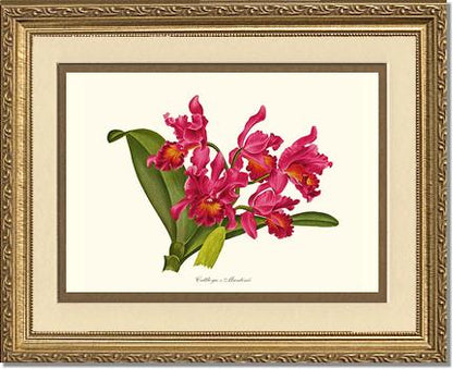 Cattleya martinii | Orchid Wall Art Print
