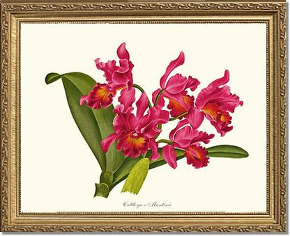 Cattleya martinii | Orchid Wall Art Print