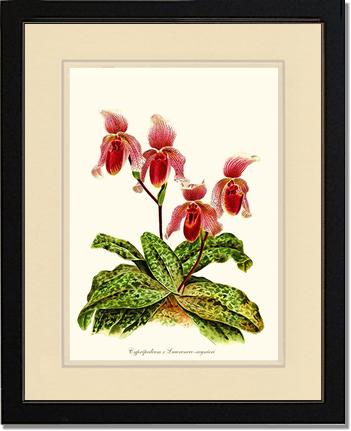 Cypripendum lawrence regnieri | Orchid Wall Art Print