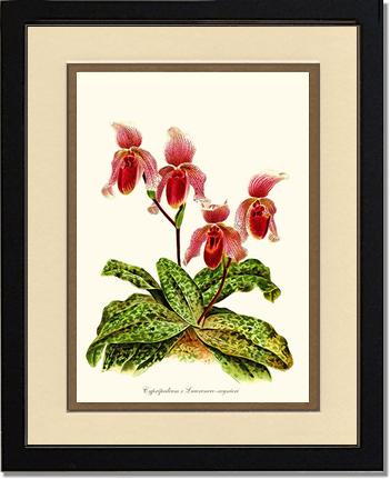 Cypripendum lawrence regnieri | Orchid Wall Art Print