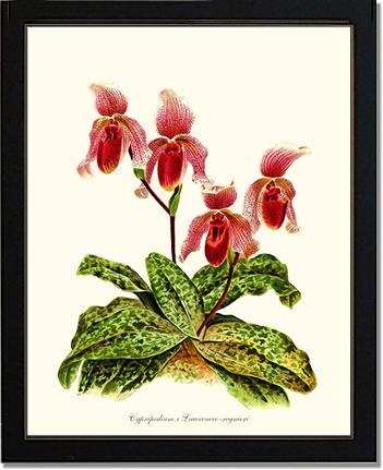 Cypripendum lawrence regnieri | Orchid Wall Art Print