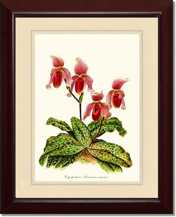 Cypripendum lawrence regnieri | Orchid Wall Art Print